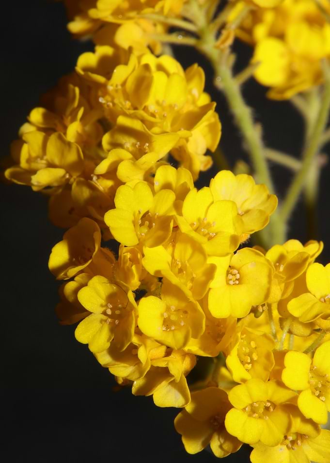 Aurinia flowering blossom