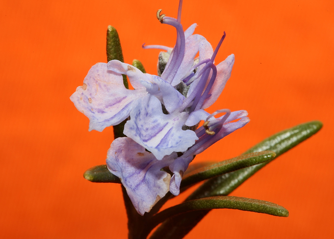 Rosmarinus flower close up