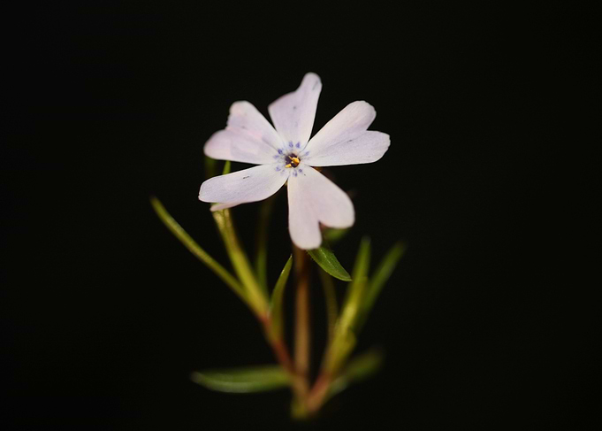 Phlox sabulata blossoming