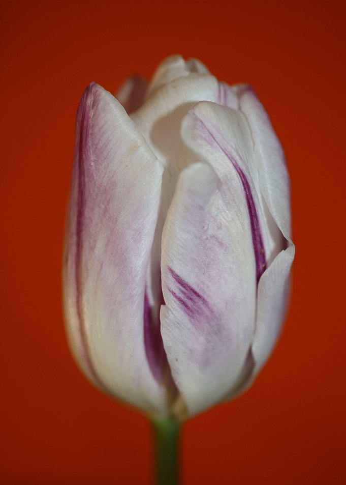 Tulip blossoming liliaceae