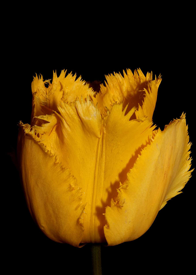 Yellow tulip flower macro