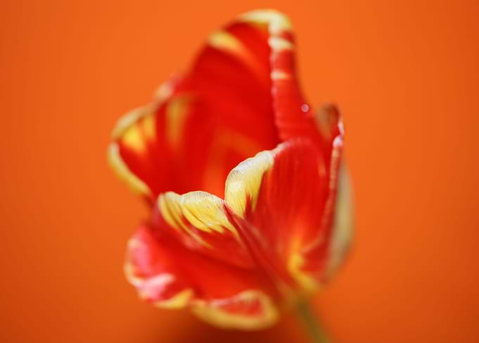 Tulip blossoming liliaceae
