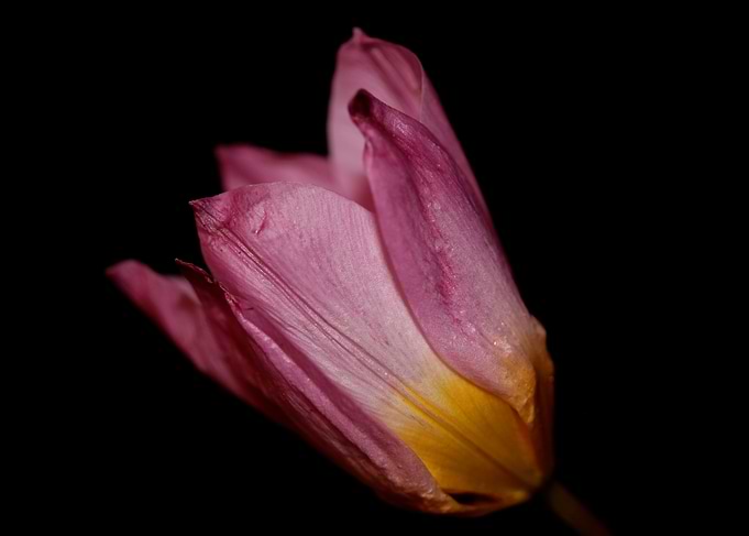 Crocus flower blossoming