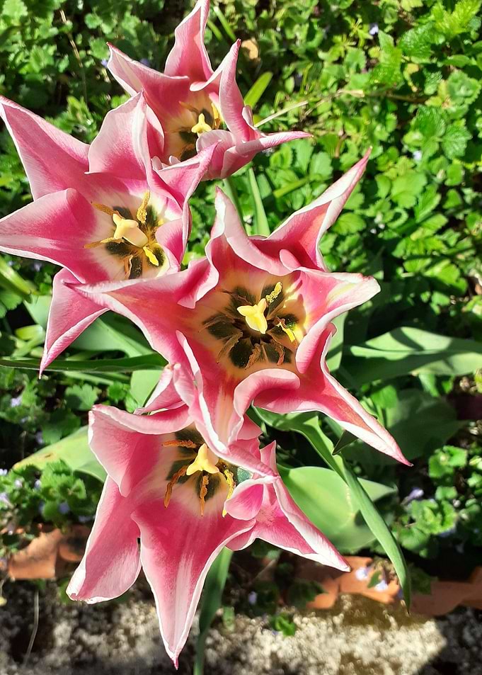 tulip bi colored