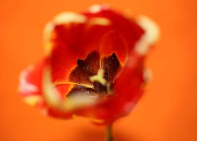 Tulip blossoming liliaceae