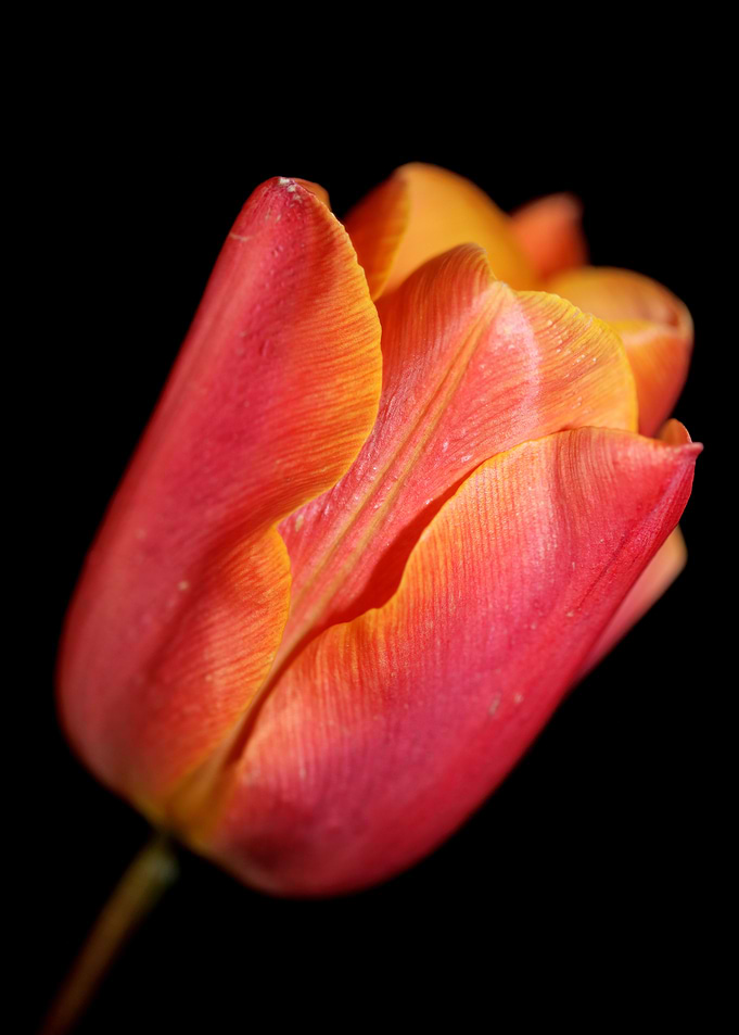 Tulip flower close up
