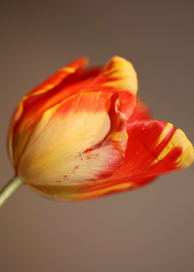 Tulip blossoming close up