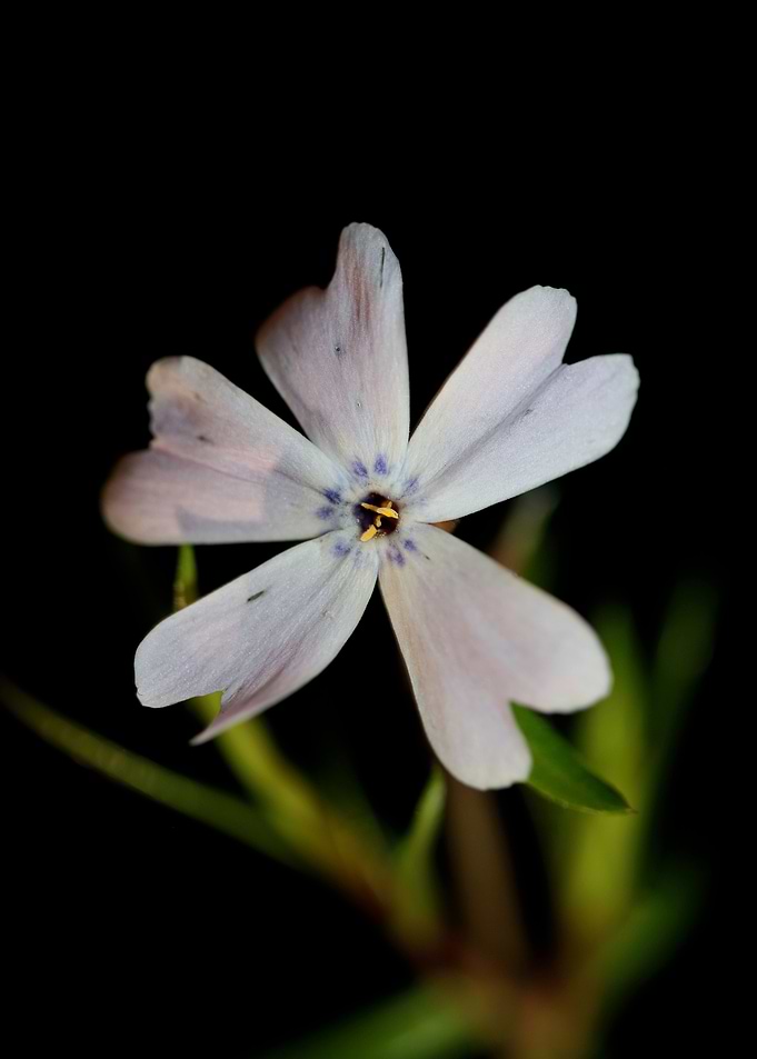 Phlox sabulata flowering
