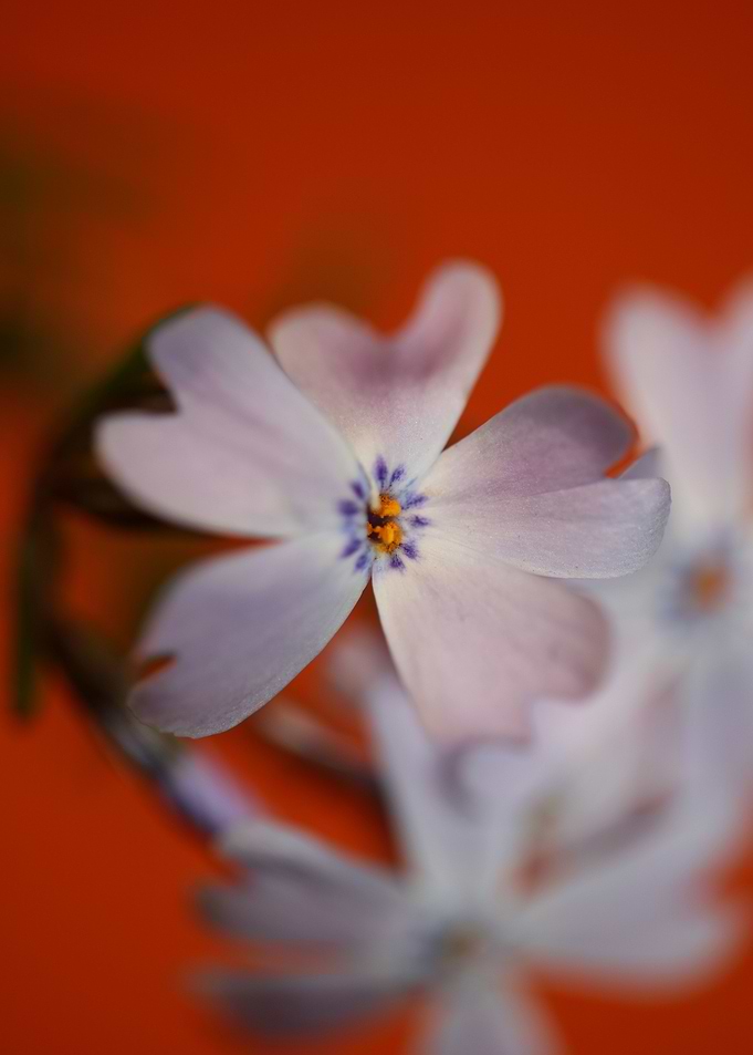 Flower blossoming close up