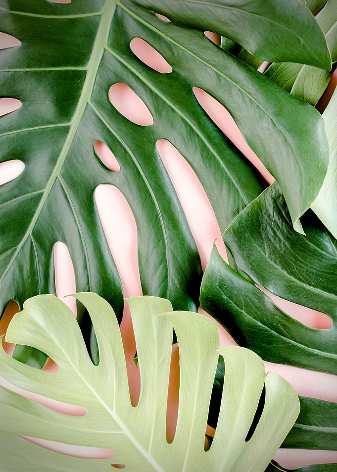 plant leaves 15