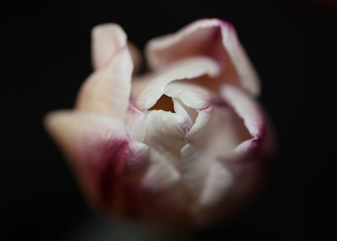 Tulip flower close up
