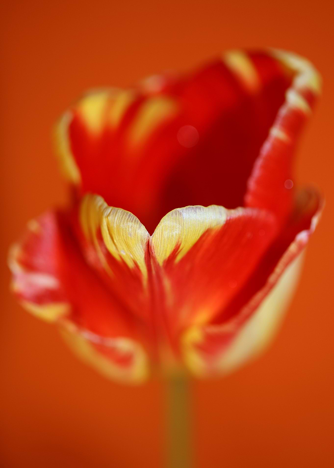 Tulip blossoming liliaceae