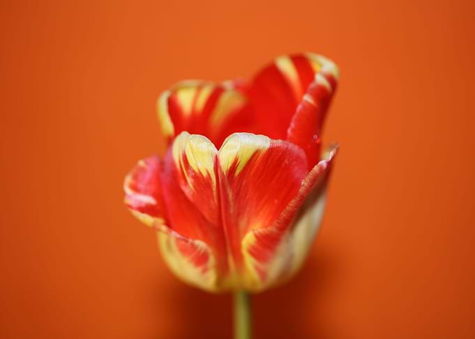Tulip flower macro shoot