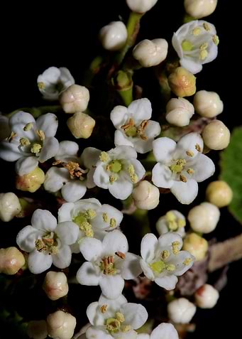 Viburnum tinus flowering