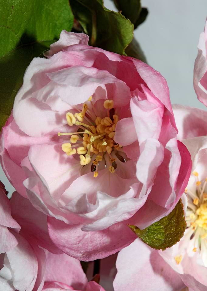 Prunus flower blossoming