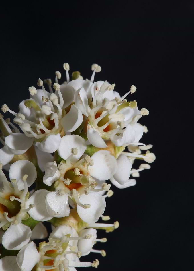 Prunus flowering close up