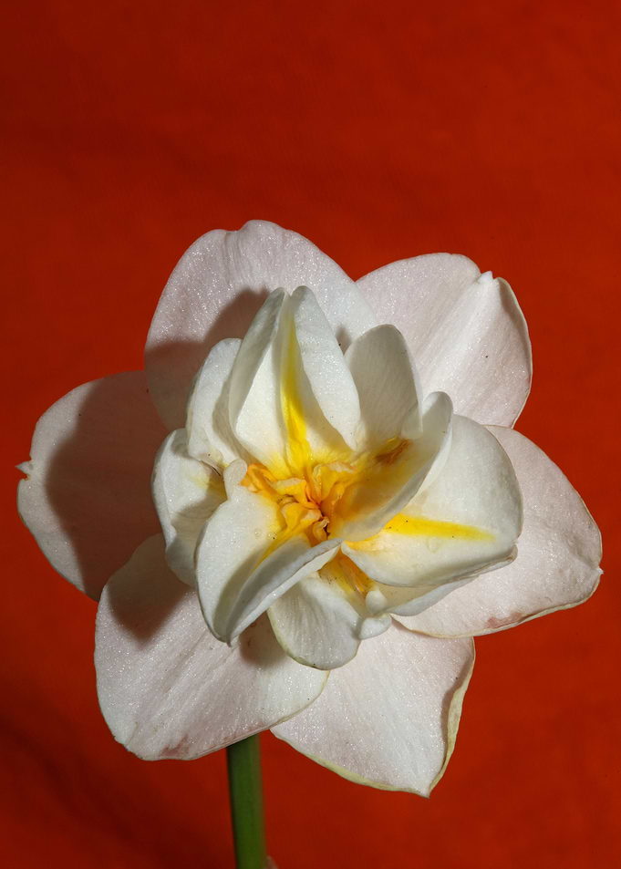 White narcissus flowering