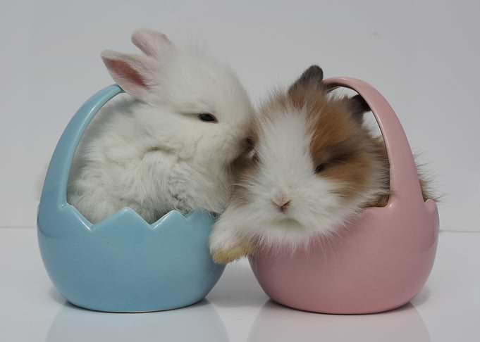 Bunny Kiss