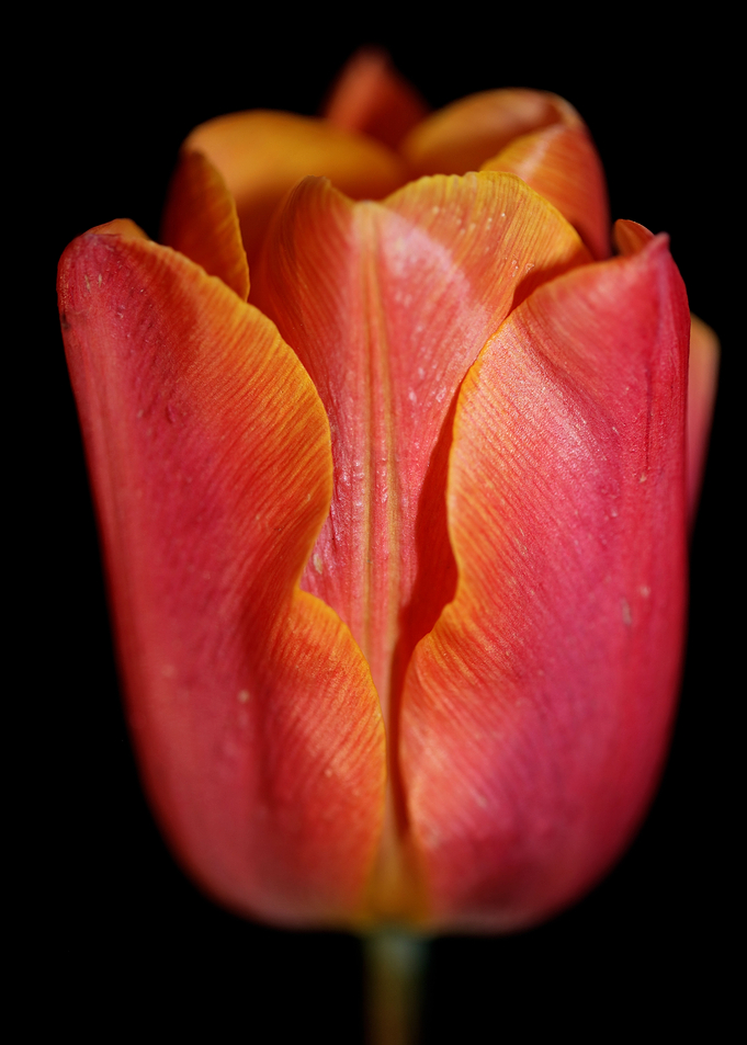 Tulip flower close up