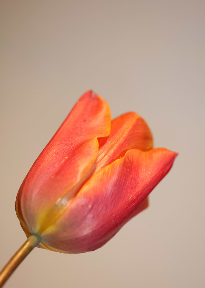 Tulips flowering liliaceae