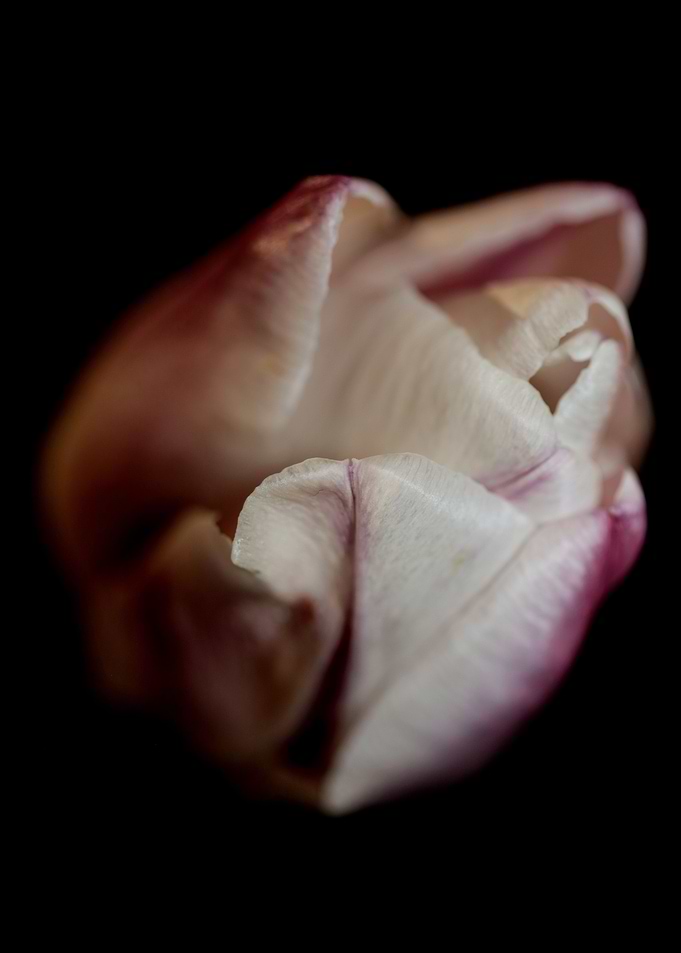 Tulip flower close up