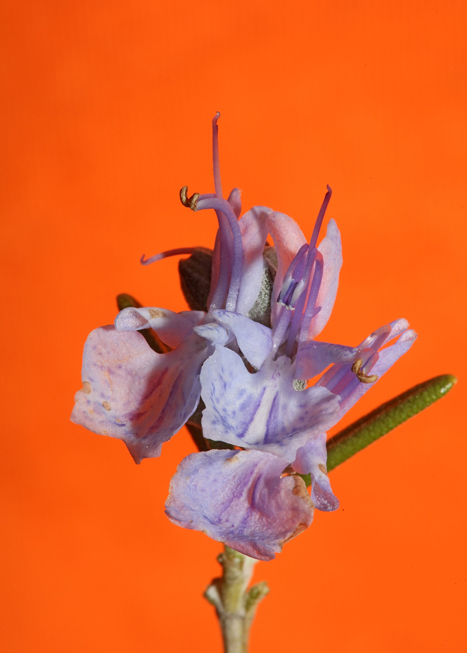 Rosemary flower blossoming