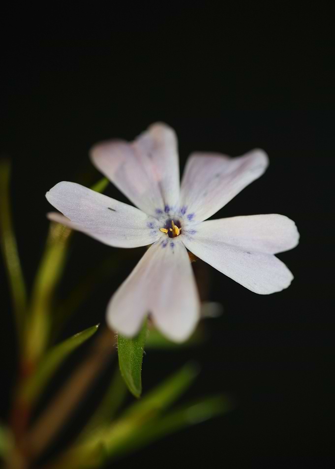 Phlox sabulata flowering