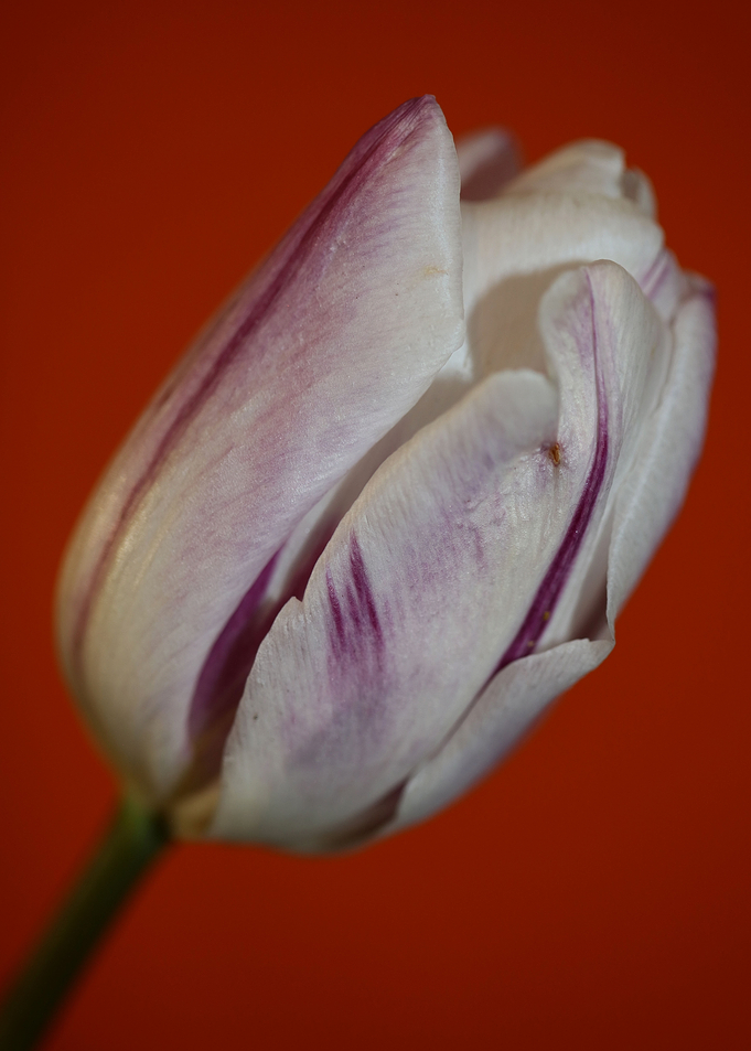 Tulip flower macro shoot