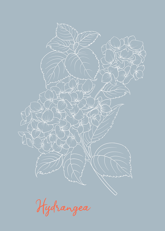 Hydrangea Flower