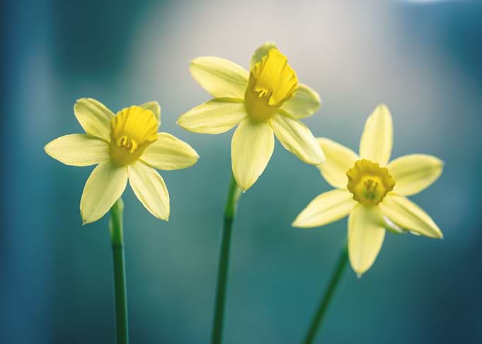 Yellow Daffodils, garden