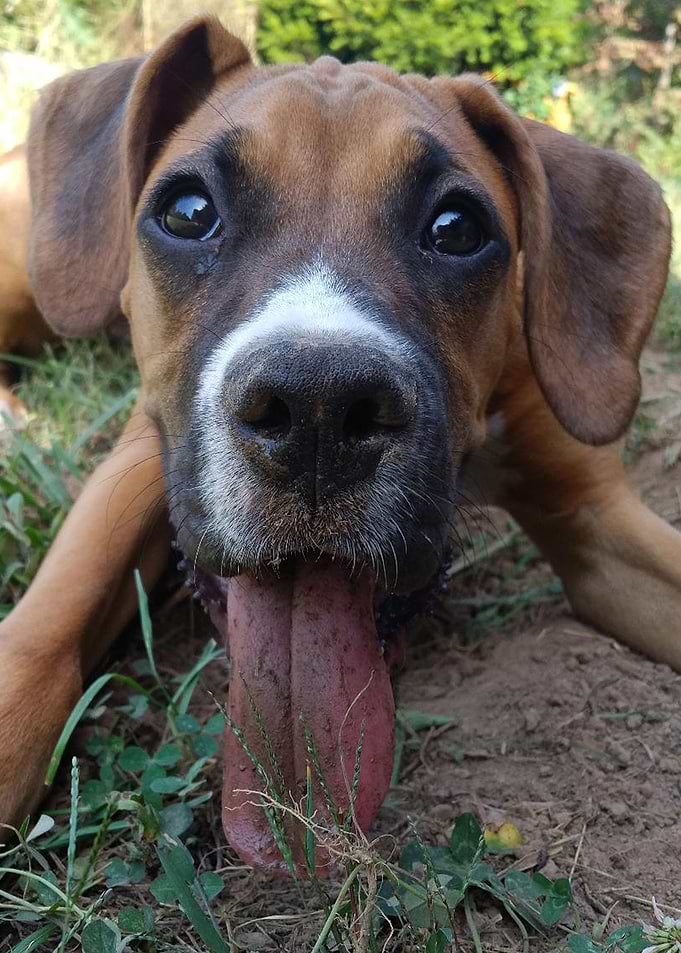Boxer