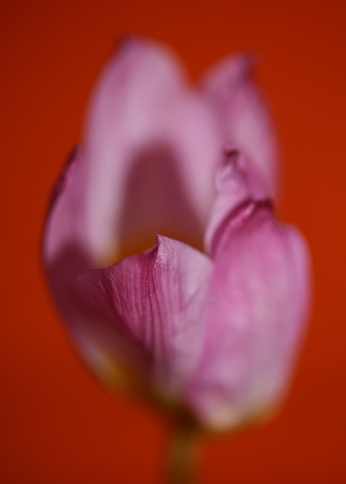 Crocus flower Iridaceae