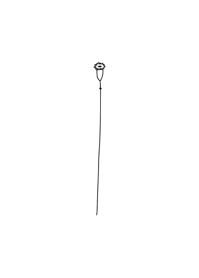 botany hand drawing