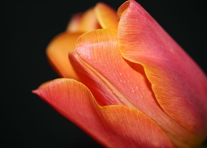 Tulip blossoming liliaceae
