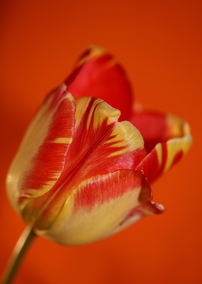 Tulip blossom close up