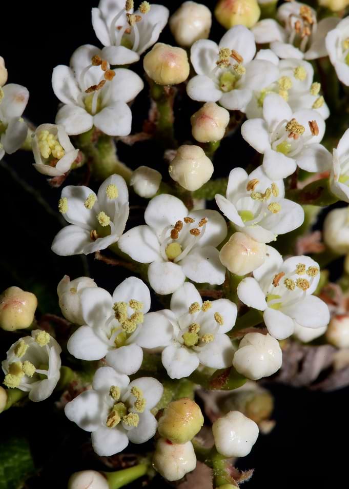 Viburnum flower close up