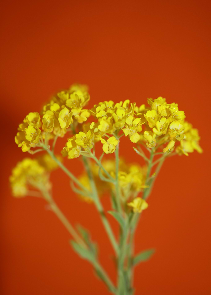 Aurinia saxatilis close up