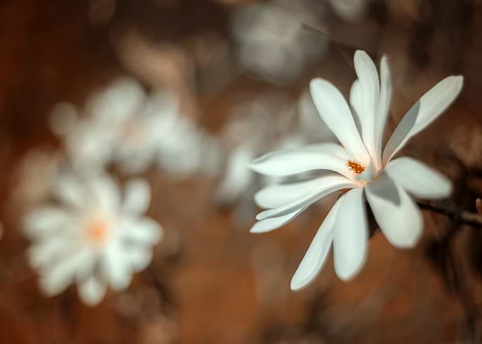 White magnolia flower