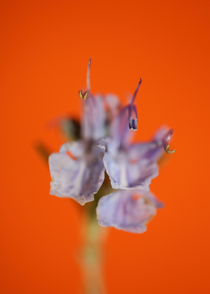 Rosmarinus flower close up