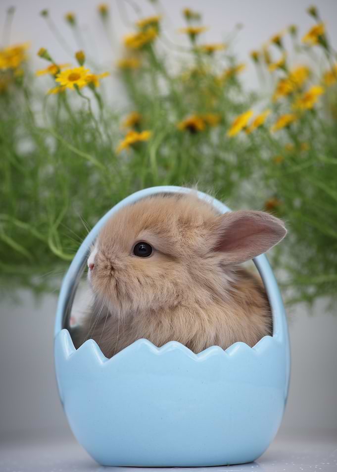 Easter Bunny