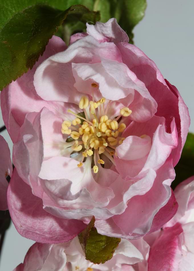 Prunus serrulata blossom