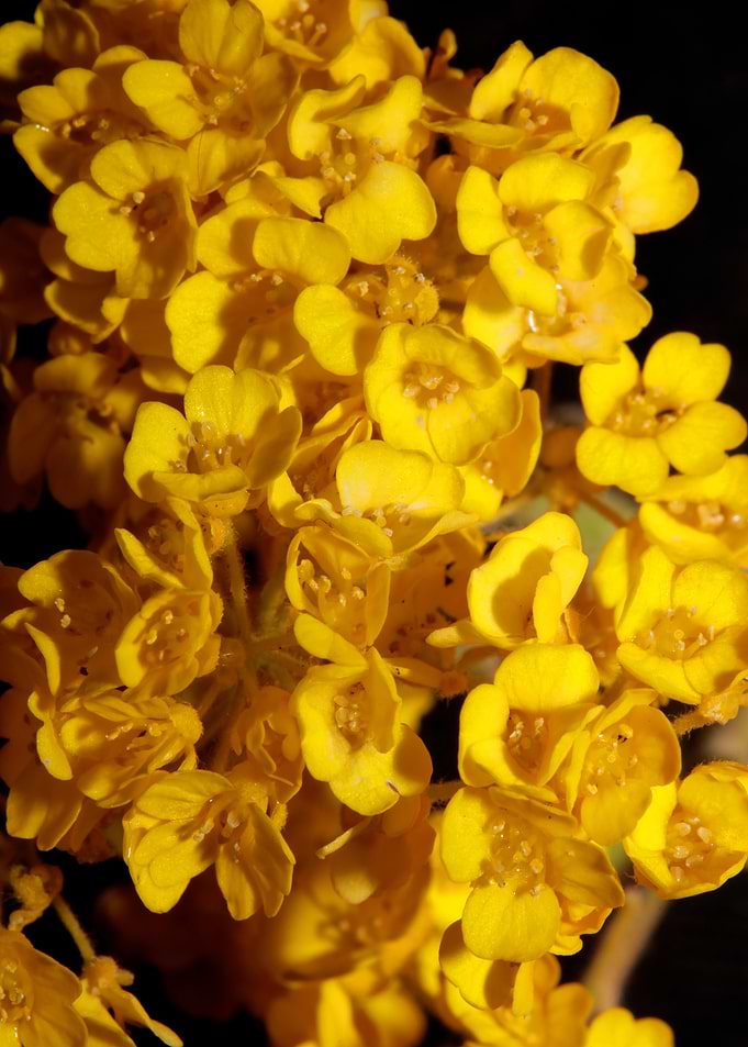 Aurinia saxatilis close up