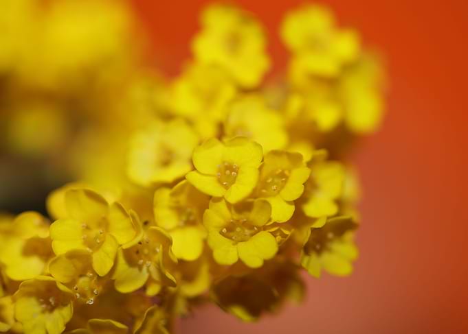Aurinia saxatilis close up