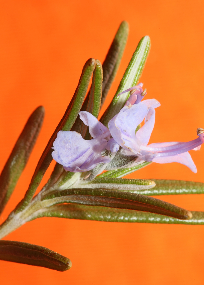Rosmarinus flower close up
