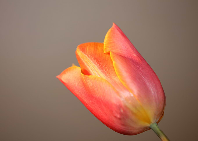 Tulip blossoming liliaceae