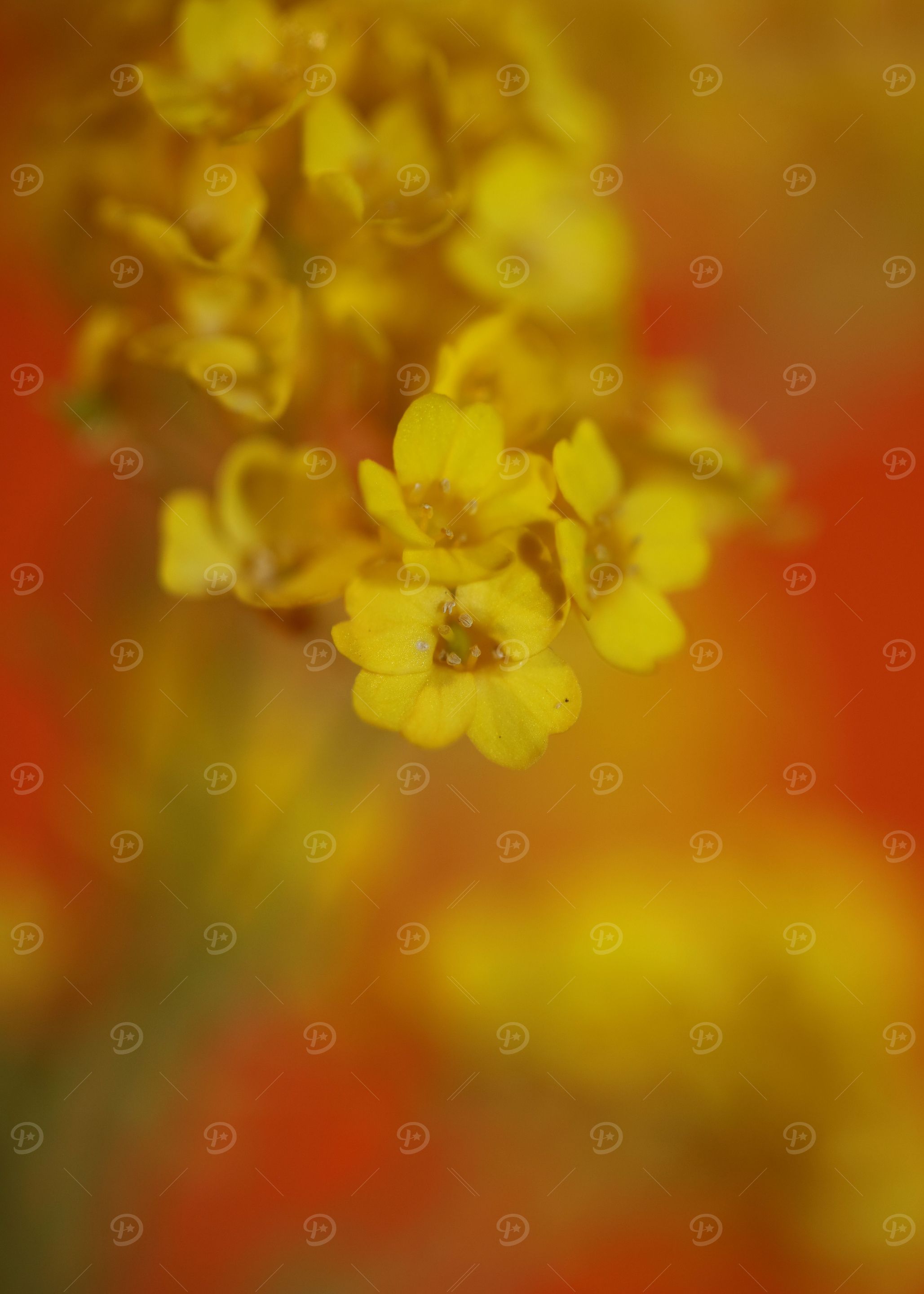 Yellow aurinia flowering