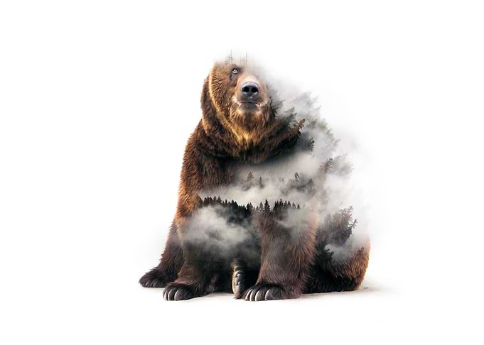 Wild Tree Bear