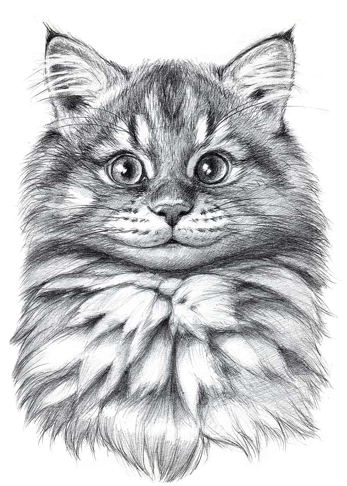 cute kitten G21 009