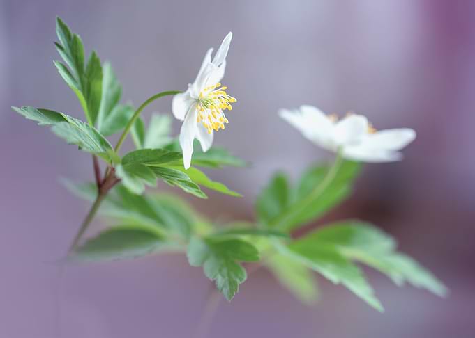 Anemone,white macro flower