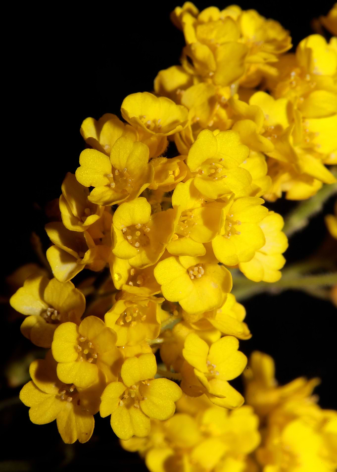 Yellow aurinia flowering